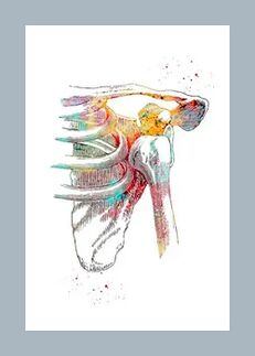 Poprawa mikrokrążenia w tkankach stawowych i mięśniowych